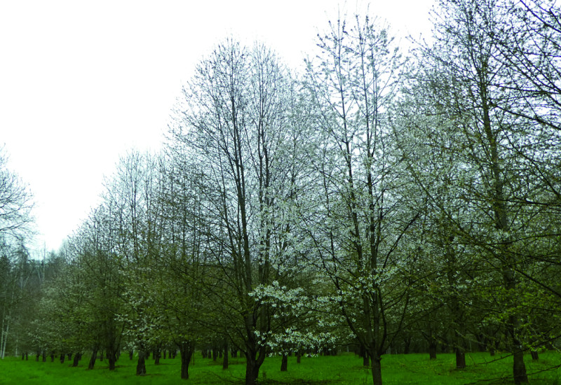 Das Bild zeigt eine blühende Samenplantage mit hohen Bäumen. In der Wiese zwischen den Bäumen sind Fahrspuren zu erkennen. 