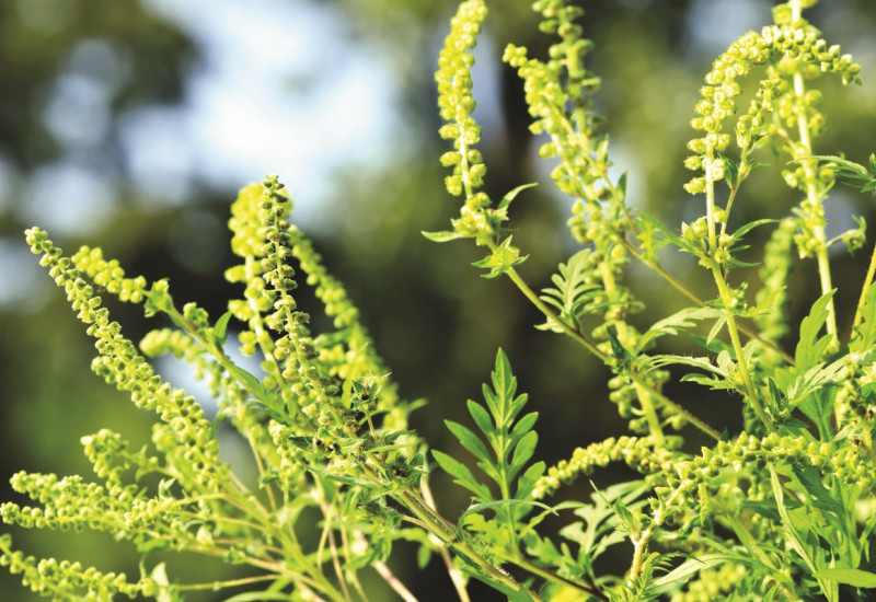 The image shows a close-up of a blooming ragweed plant.