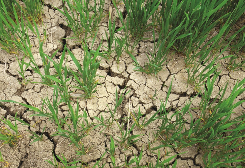 Das Bild zeigt einen stark ausgetrockneten, rissigen Boden, aus dem einzelne grüne Getreidehalme herauswachsen.