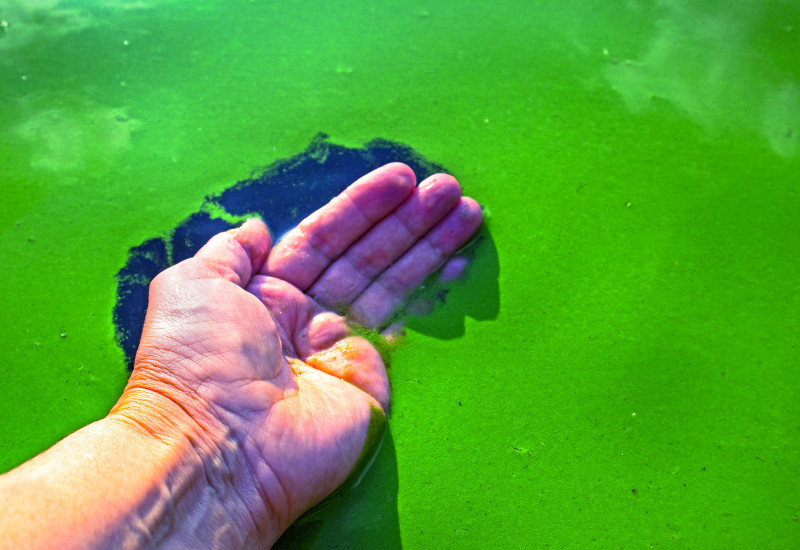 Das Bild zeigt eine Handfläche, die durch den grünen Algenteppich auf einer Gewässeroberfläche streicht.