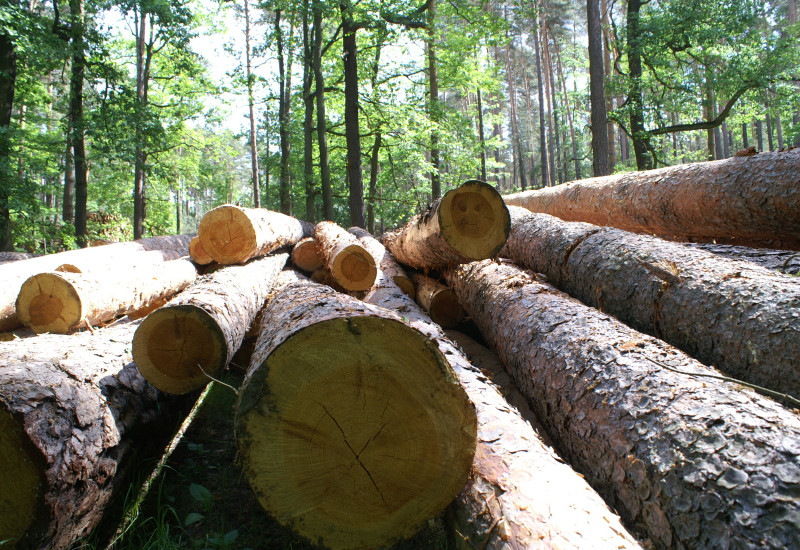 Holzstämme im Wald