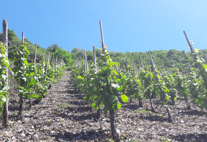 Weinbau in der Moselregion
