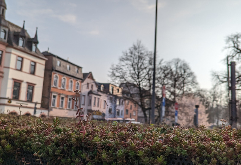 Der Blick geht über ein begrüntes Dach Richtung Innenstadt mit Wohnhäusern und bedecktem Himmel.