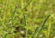 Das Bild zeigt die Großaufnahme einer blühenden Ambrosia-Pflanze.
