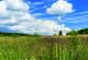 The picture shows a meadow with flowers in various colours and small trees in the foreground. A woodland is visible on the horizon. The sky is partly cloud-covered.