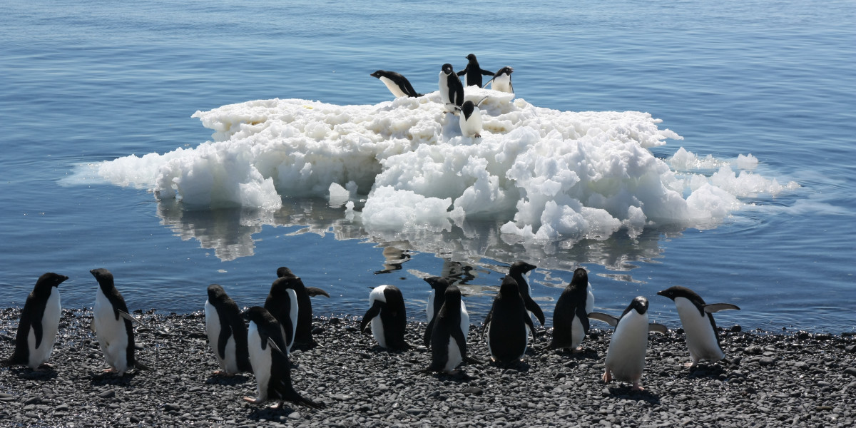 Eine Gruppe Adeliepinguine steht am Wasser. Fünf weitere stehen auf einer nahen Eisscholle. 