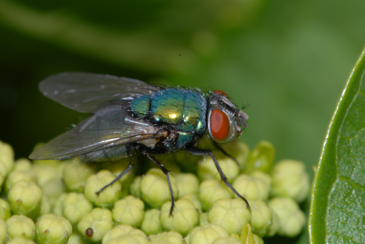 Vertreter Schmeißfliege