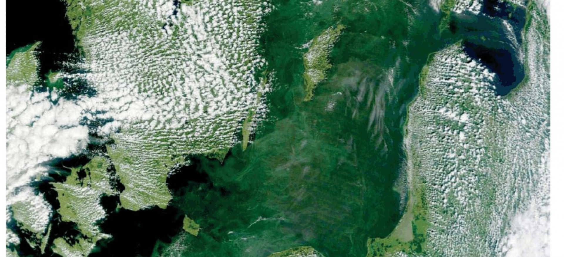 Das Foto aus dem Weltraum zeigt, dass am 12. Juli 2011 Blaualgen die gesamte Ostsee zu etwa 90 Prozent bedeckten.