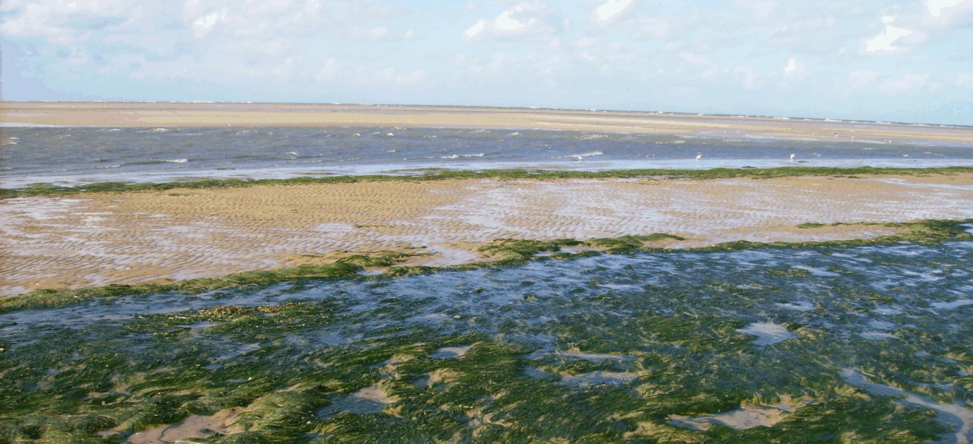 Die Abbildung zeigt Grünalgen auf Wattflächen auf der Nordseeinsel Spiekeroog.