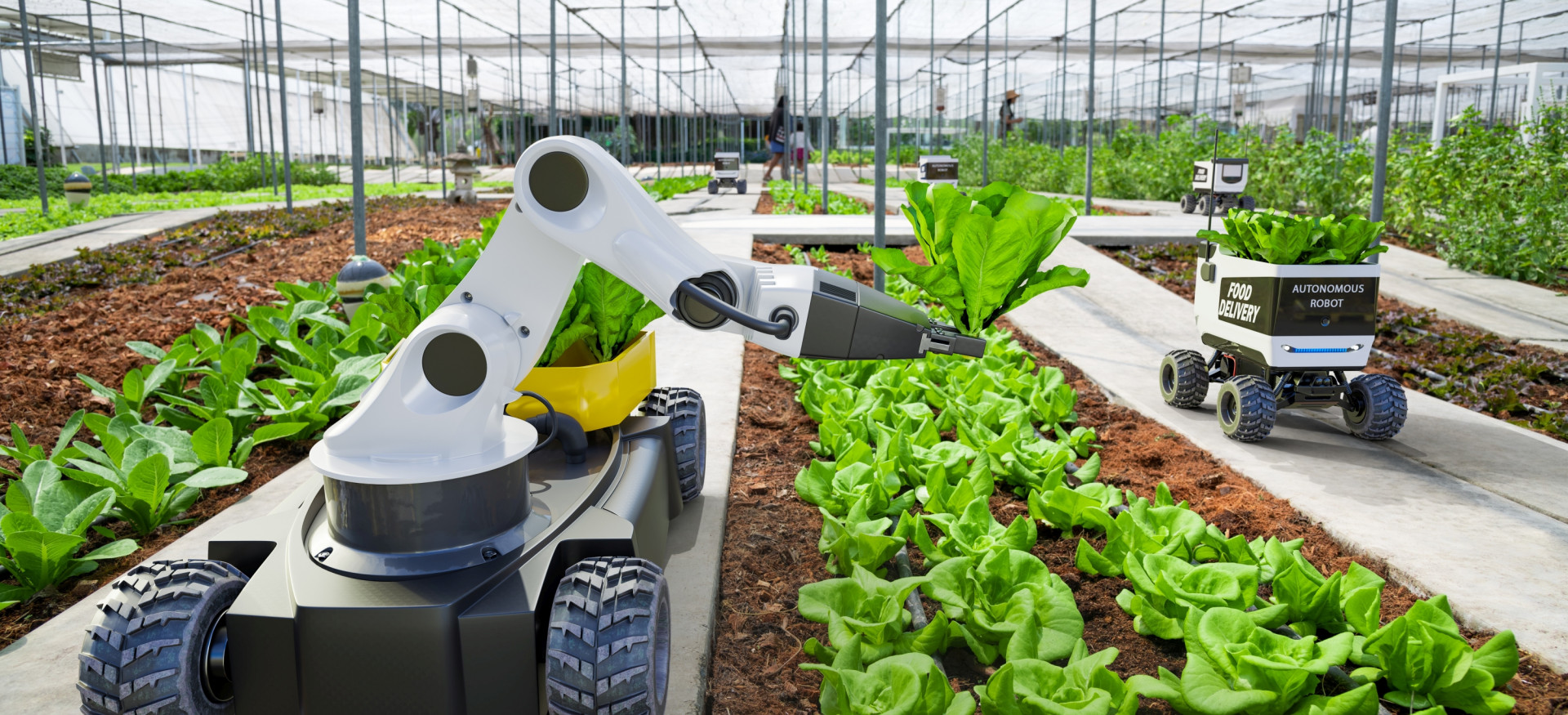 In einer Smart Farm erntet ein Agrar-Roboter Salat in einem Gewächshaus, ein autonomes Fahrzeug transportiert das Erntegut zur Sammelstelle.